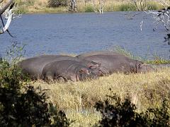 090517_Pilanesberg 114